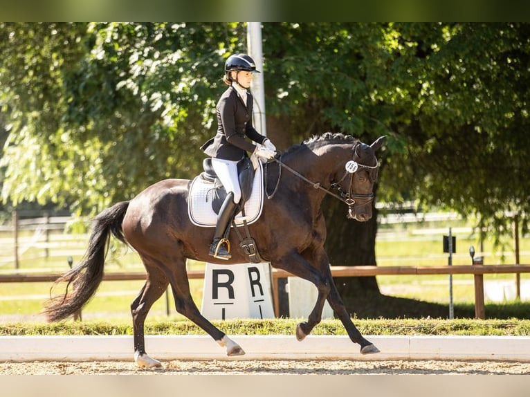 Westfale Stute 4 Jahre 166 cm Rappe in Loiching