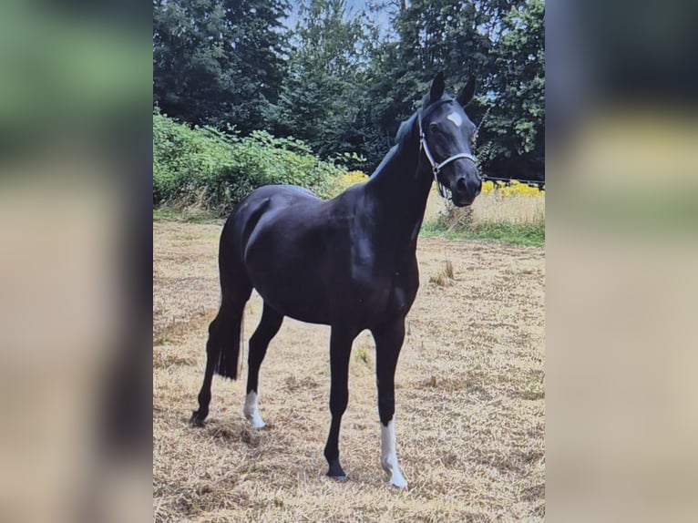 Westfale Stute 4 Jahre 166 cm Rappe in Minden