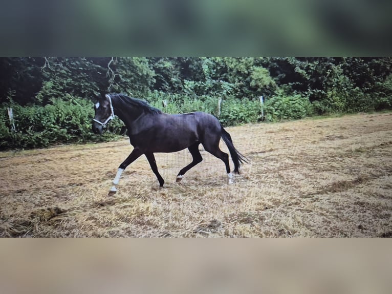 Westfale Stute 4 Jahre 166 cm Rappe in Minden