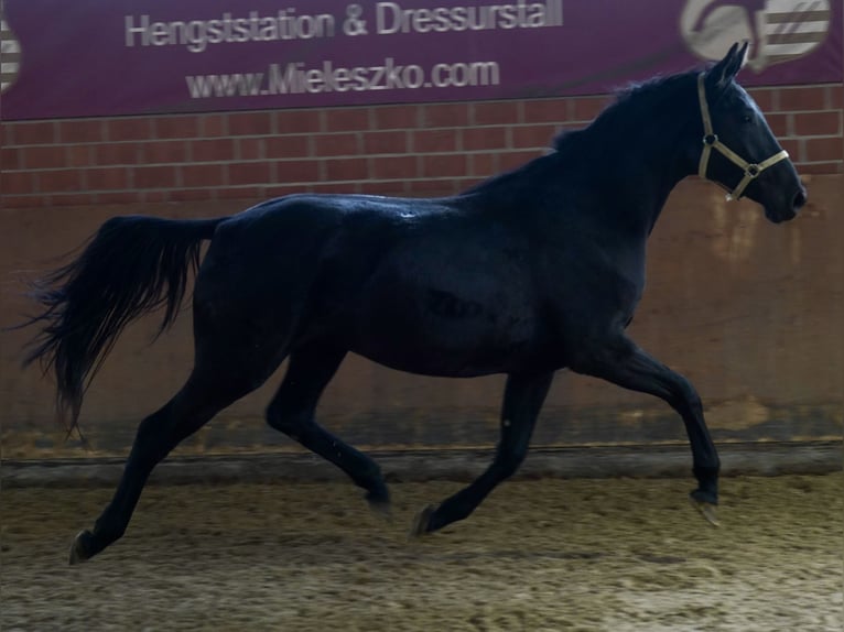 Westfale Stute 4 Jahre 166 cm Rappe in Paderborn