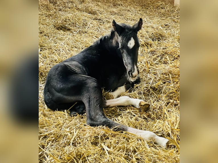 Westfale Stute 4 Jahre 166 cm Rappe in Wenden