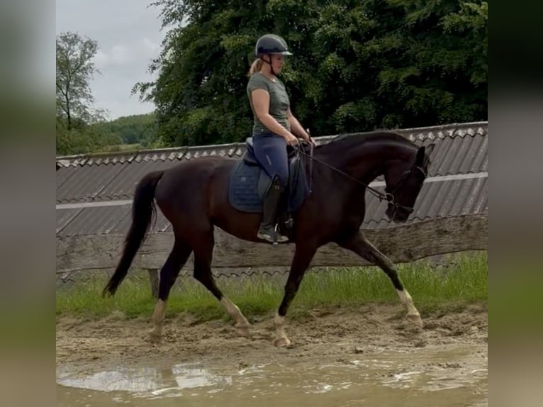 Westfale Stute 4 Jahre 166 cm Rappe in Wenden