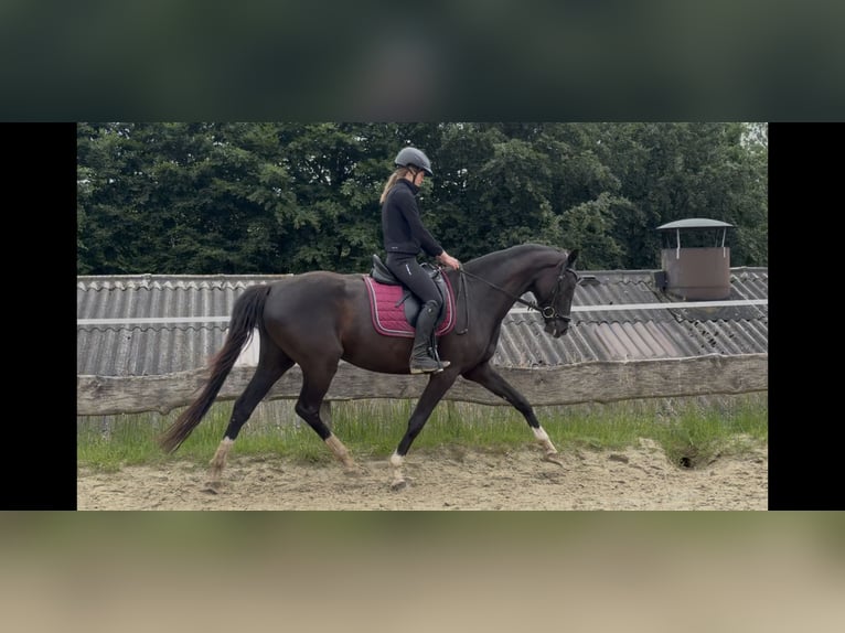Westfale Stute 4 Jahre 166 cm Rappe in Wenden