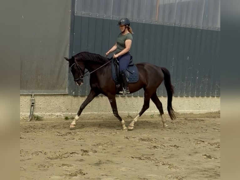 Westfale Stute 4 Jahre 166 cm Rappe in Wenden