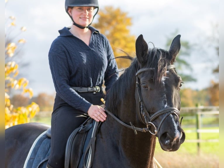 Westfale Stute 4 Jahre 166 cm Schwarzbrauner in Heiden