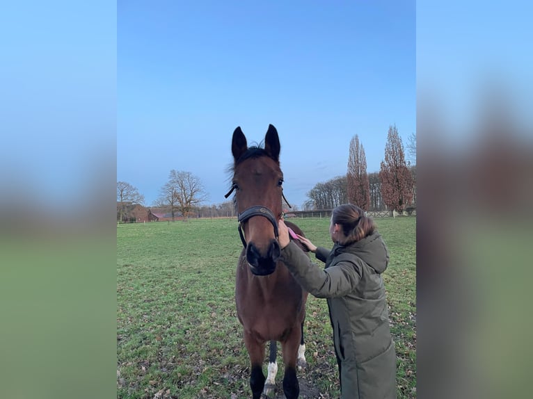 Westfale Stute 4 Jahre 167 cm Brauner in Lippetal
