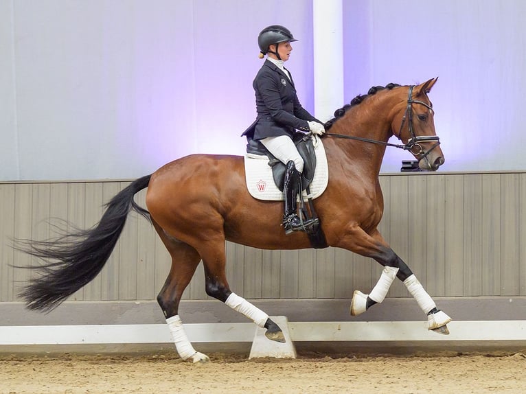 Westfale Stute 4 Jahre 167 cm Brauner in Mnster-Handorf