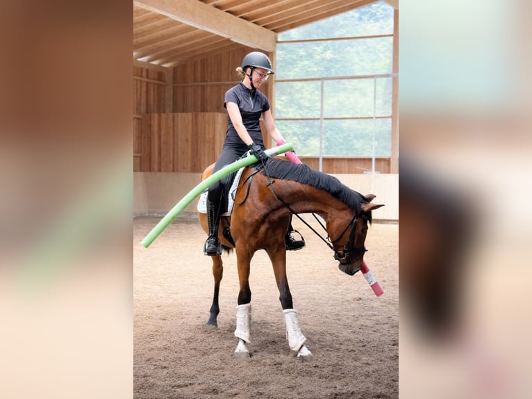 Westfale Stute 4 Jahre 167 cm Brauner in FürstenauFürstenau