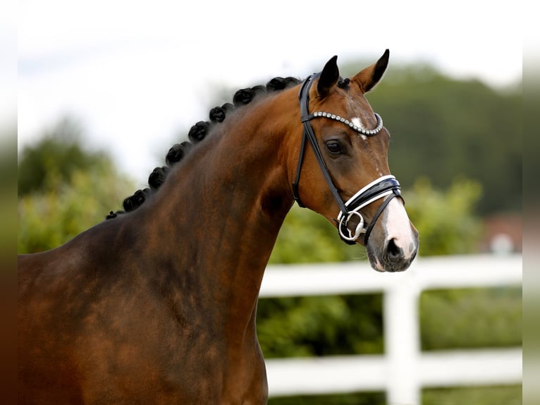 Westfale Stute 4 Jahre 167 cm Brauner in Vechta