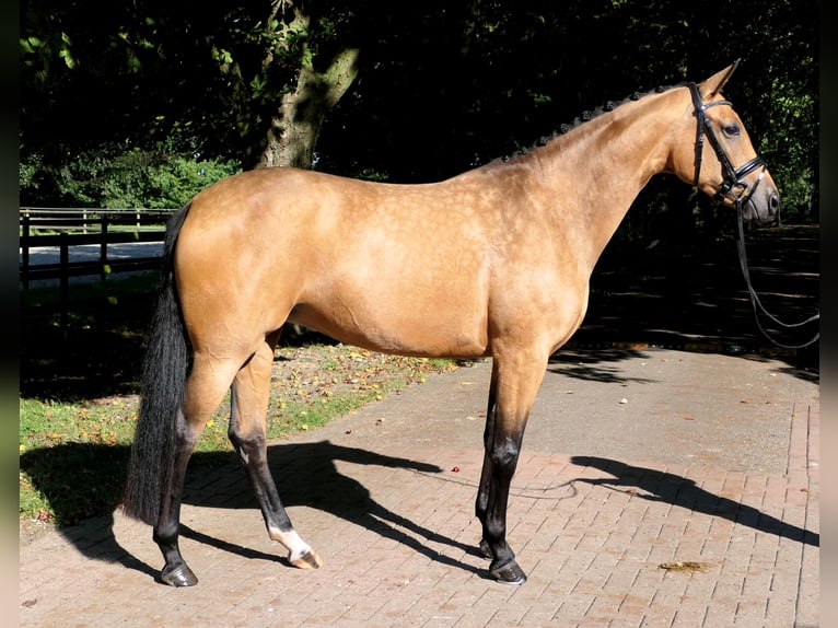 Westfale Stute 4 Jahre 167 cm Buckskin in Cappeln (Oldenburg)