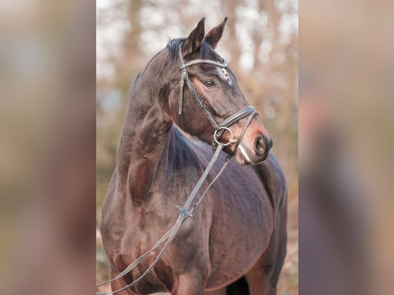Westfale Stute 4 Jahre 167 cm Dunkelbrauner in Sankt Augustin