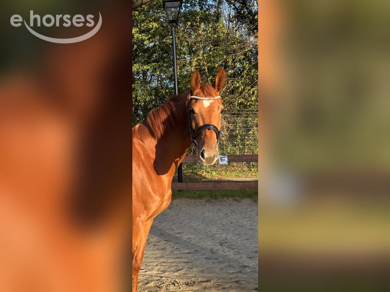 Westfale Stute 4 Jahre 167 cm Fuchs in Nettersheim