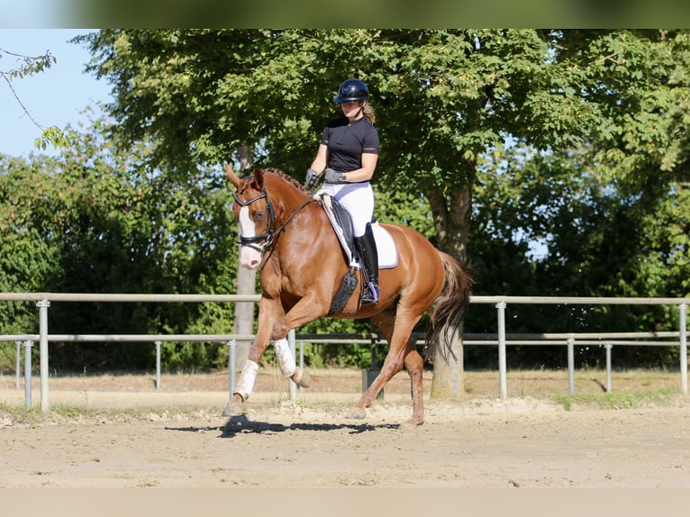 Westfale Stute 4 Jahre 167 cm Fuchs in Reken