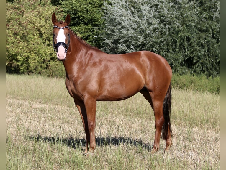 Westfale Stute 4 Jahre 167 cm Fuchs in Reken