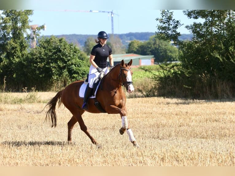 Westfale Stute 4 Jahre 167 cm Fuchs in Reken