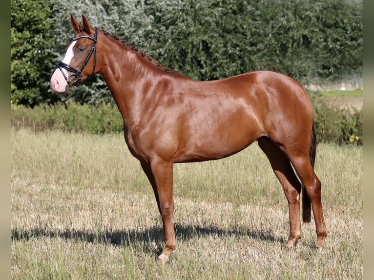 Westfale Stute 4 Jahre 167 cm Fuchs in Reken