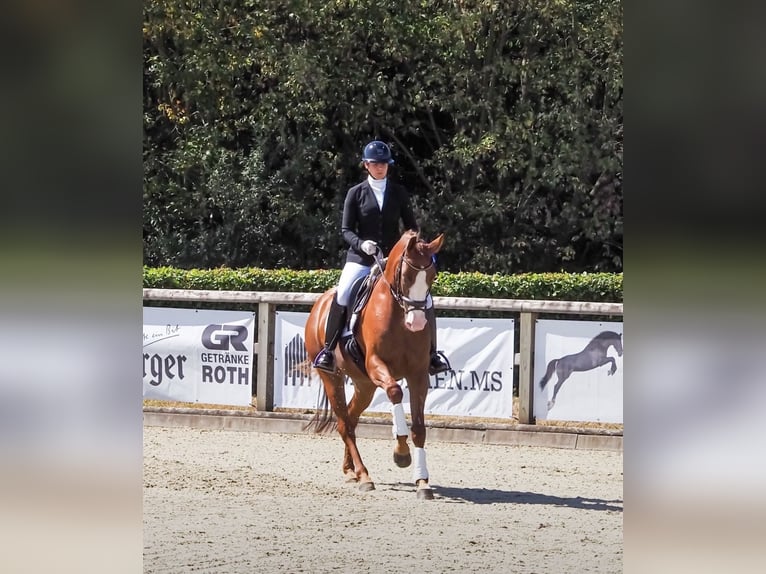 Westfale Stute 4 Jahre 167 cm Fuchs in Reken
