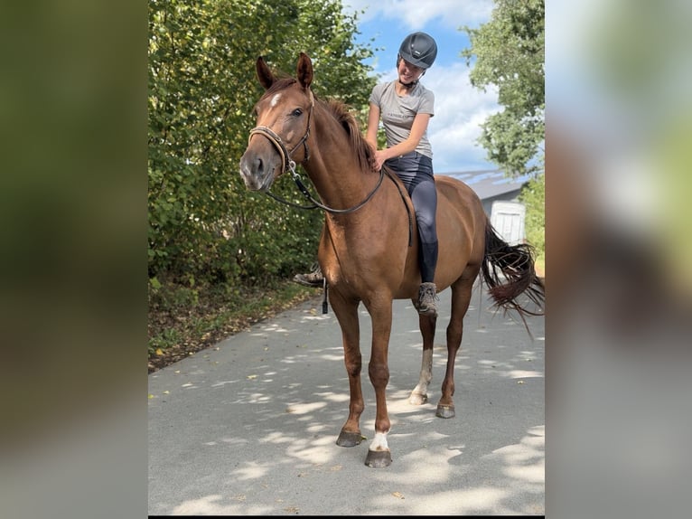 Westfale Stute 4 Jahre 167 cm Fuchs in Wenden