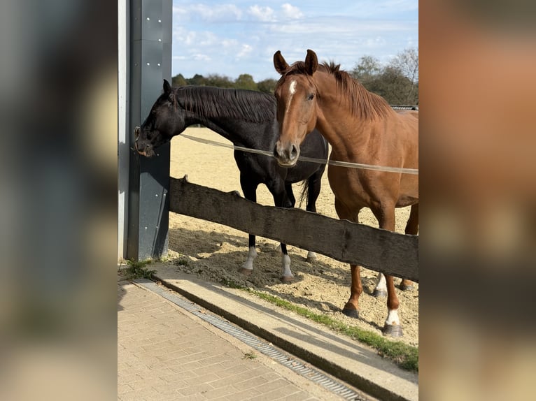 Westfale Stute 4 Jahre 167 cm Fuchs in Wenden
