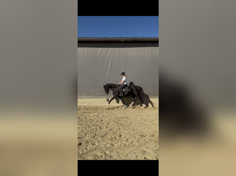 Westfale Stute 4 Jahre 167 cm Rappe in Wenden