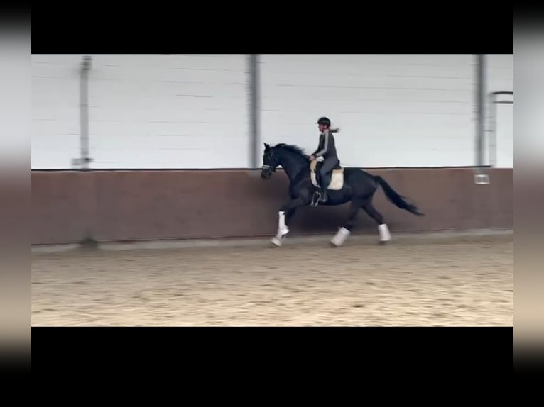 Westfale Stute 4 Jahre 167 cm Rappe in Lohne (Oldenburg)