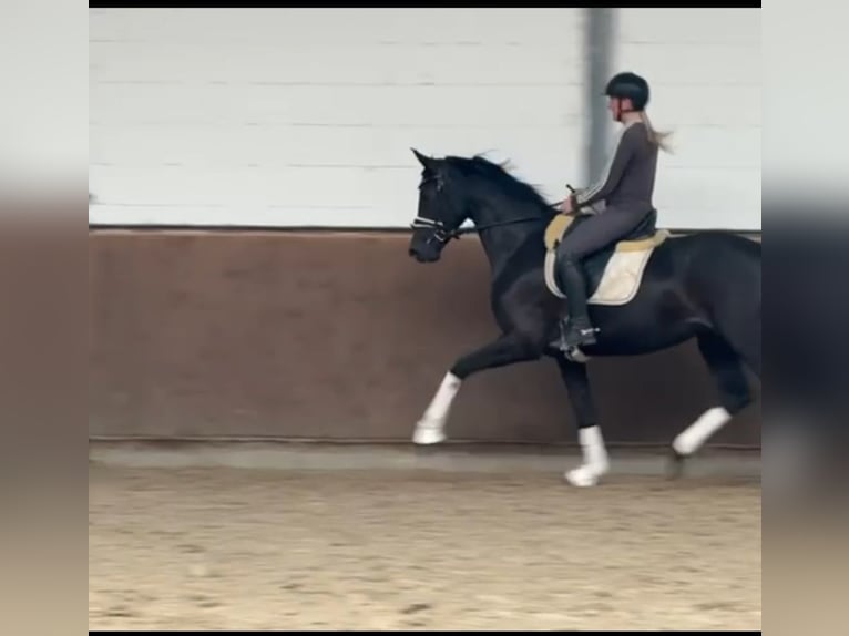 Westfale Stute 4 Jahre 167 cm Rappe in Lohne (Oldenburg)