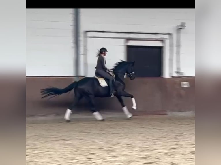 Westfale Stute 4 Jahre 167 cm Rappe in Lohne (Oldenburg)