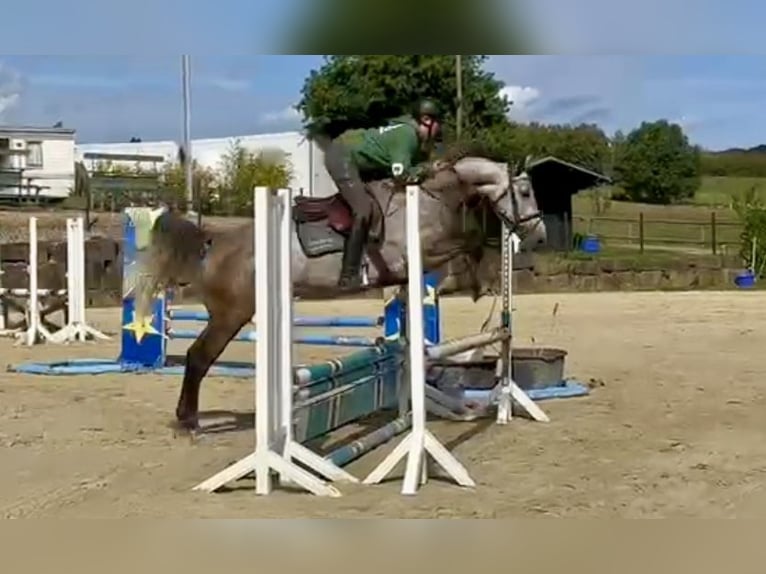Westfale Stute 4 Jahre 167 cm Schimmel in Lindlar