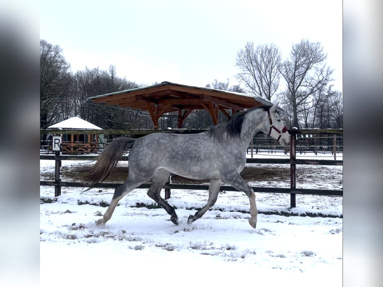 Westfale Stute 4 Jahre 167 cm Schimmel in Uchte