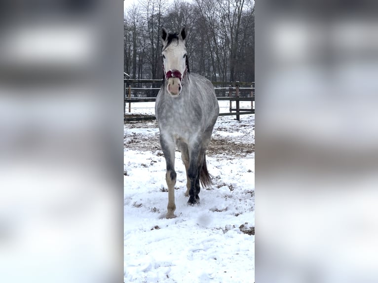 Westfale Stute 4 Jahre 167 cm Schimmel in Uchte