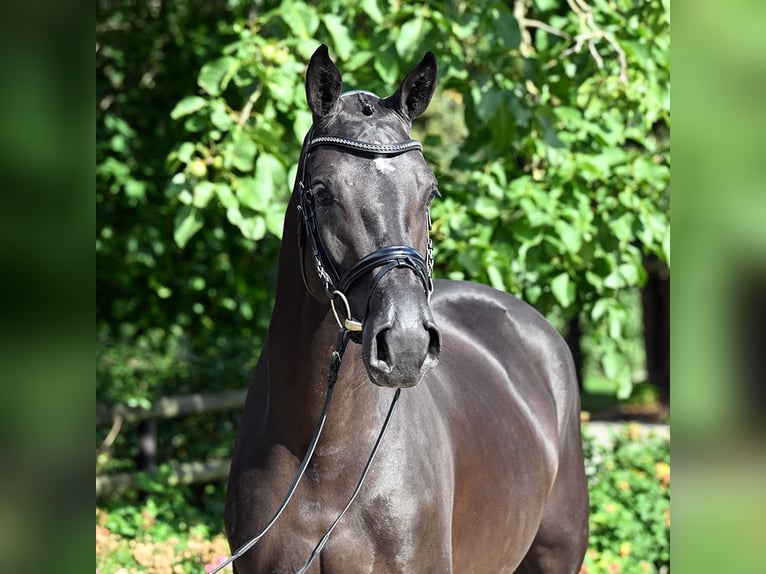 Westfale Stute 4 Jahre 167 cm Schwarzbrauner in Bad Bevensen