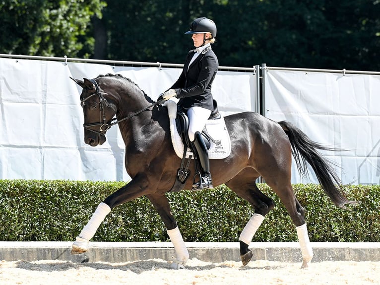 Westfale Stute 4 Jahre 167 cm Schwarzbrauner in Bad Bevensen