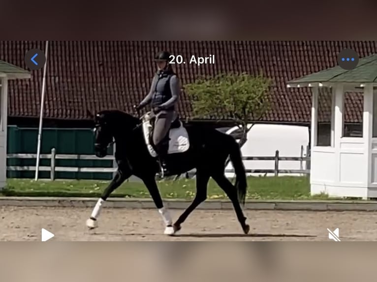 Westfale Stute 4 Jahre 167 cm Schwarzbrauner in Balve