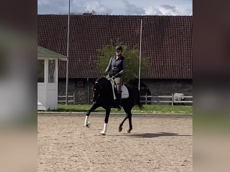 Westfale Stute 4 Jahre 167 cm Schwarzbrauner in Balve