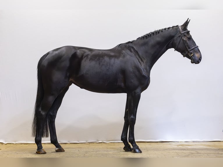 Westfale Stute 4 Jahre 167 cm Schwarzbrauner in Waddinxveen