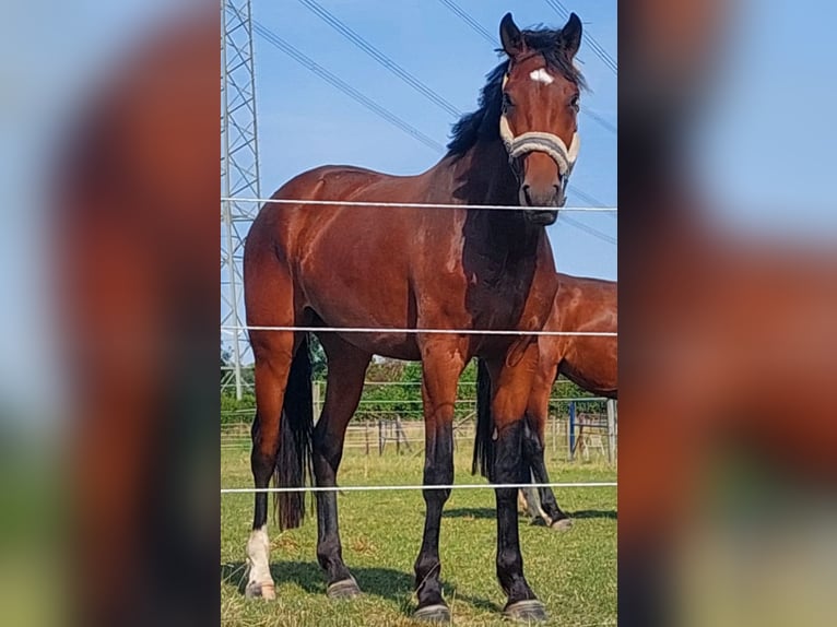 Westfale Stute 4 Jahre 168 cm Brauner in Salzkotten