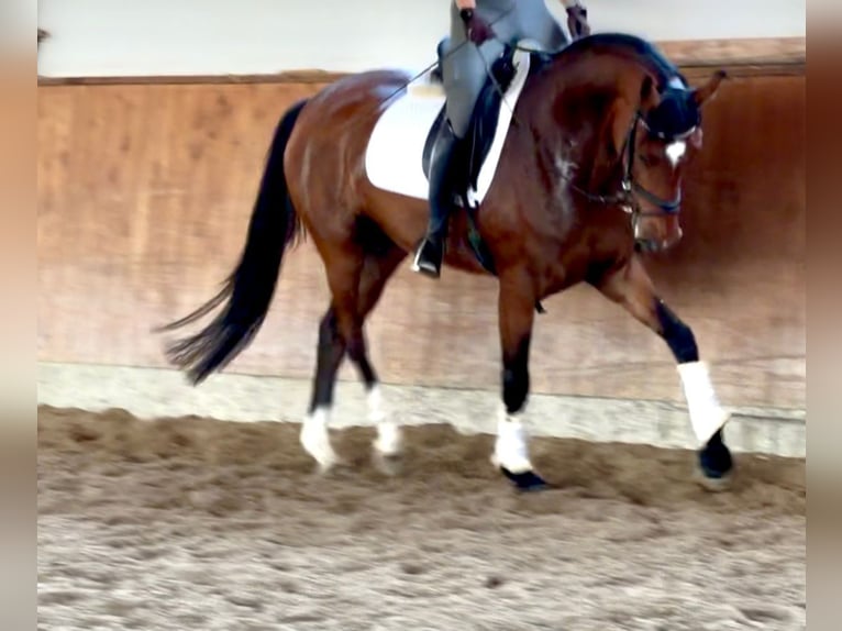 Westfale Stute 4 Jahre 168 cm Brauner in Telgte