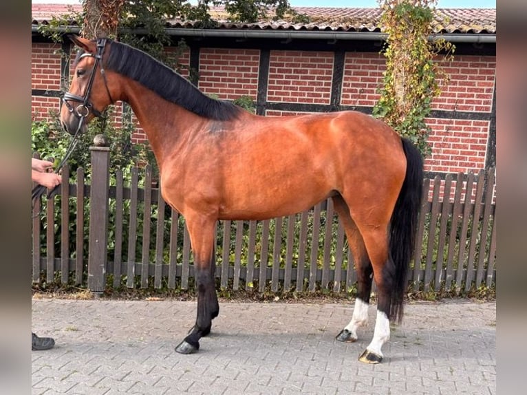 Westfale Stute 4 Jahre 168 cm Brauner in Telgte