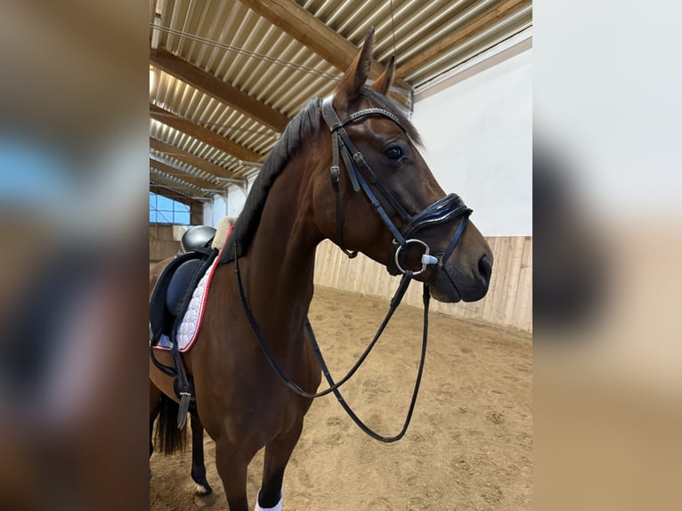 Westfale Stute 4 Jahre 168 cm Brauner in Tober