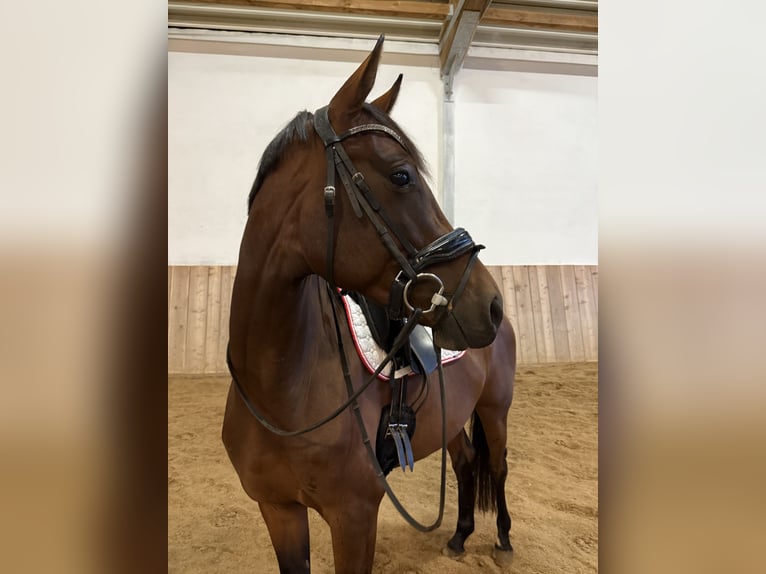 Westfale Stute 4 Jahre 168 cm Brauner in Tober
