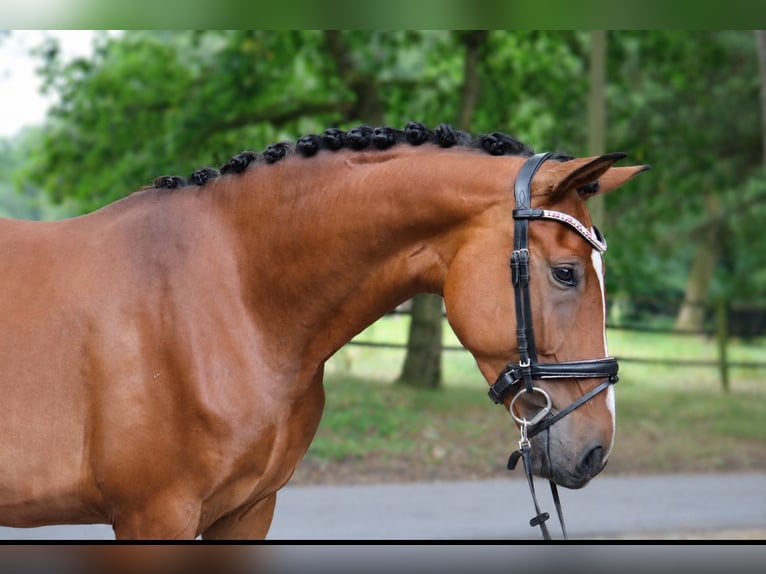 Westfale Stute 4 Jahre 168 cm Brauner in Fürstenau