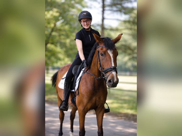 Westfale Stute 4 Jahre 168 cm Brauner in Fürstenau