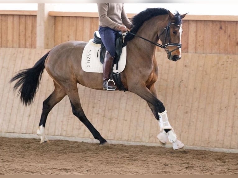 Westfale Stute 4 Jahre 168 cm Brauner in Fürstenau