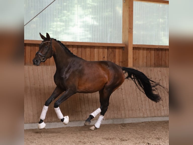 Westfale Stute 4 Jahre 168 cm Brauner in Fürstenau