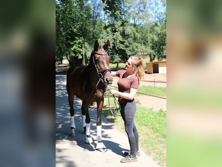 Westfale Stute 4 Jahre 168 cm Brauner in Fürstenau