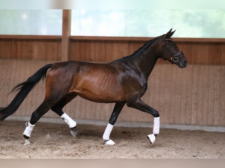 Westfale Stute 4 Jahre 168 cm Brauner in Fürstenau