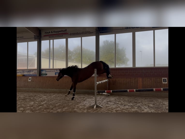 Westfale Stute 4 Jahre 168 cm Brauner in Ahaus