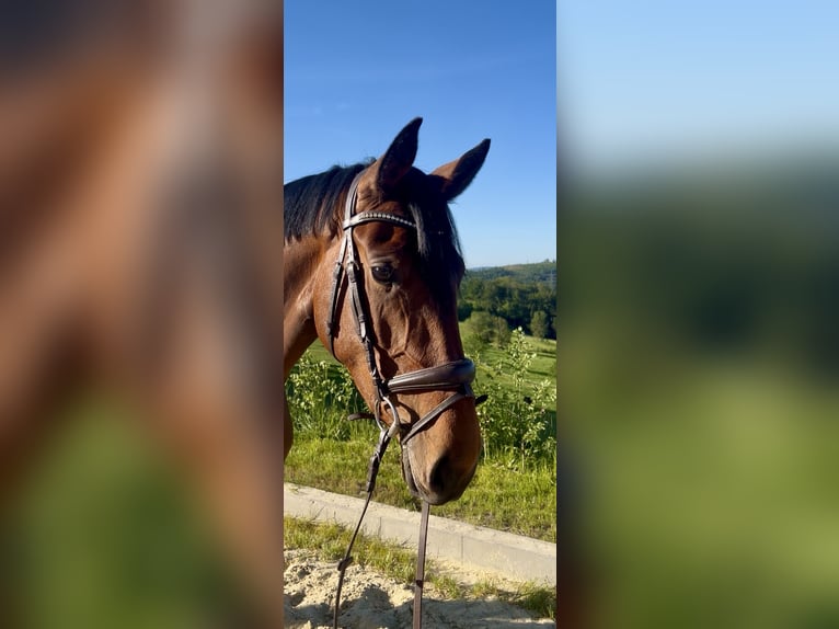 Westfale Stute 4 Jahre 168 cm Brauner in Meinerzhagen