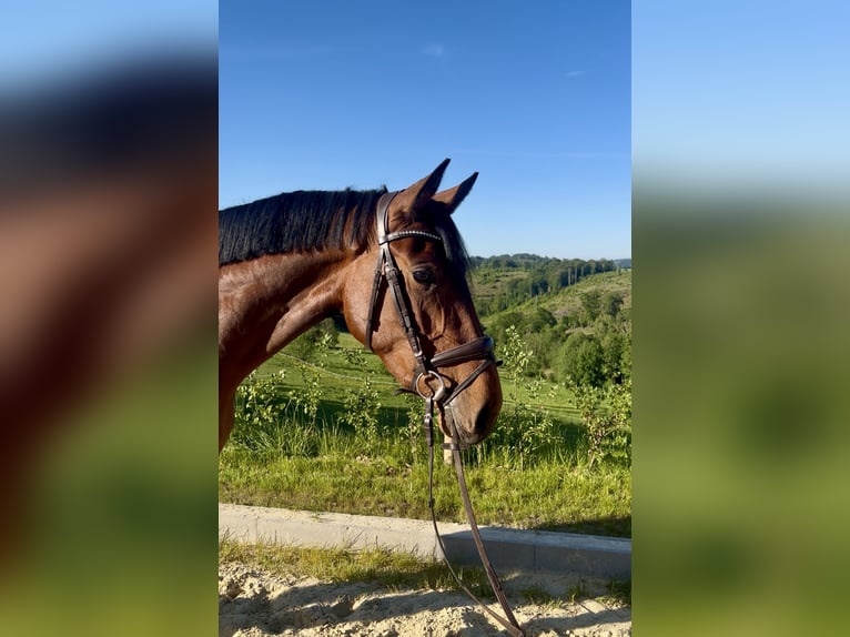 Westfale Stute 4 Jahre 168 cm Brauner in Meinerzhagen