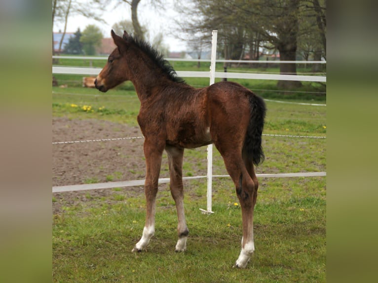 Westfale Stute 4 Jahre 168 cm Dunkelbrauner in Hille
